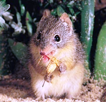 Dietary constraints upon reproduction in an obligate pollen- and nectar-feeding marsupial